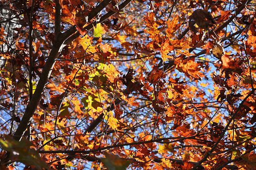Fall.Leaves