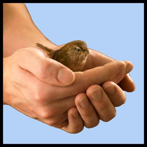 Bird in Hand